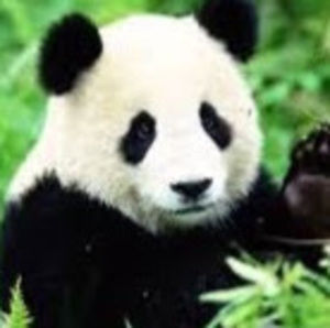 Meet your Posher, Edie